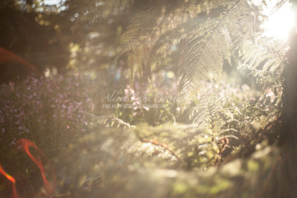 Ballarat Botanical Gardens Afternoon Winter Light Fernery Ballarat Botanical Gardens Lake Wendouree Ballarat Australia