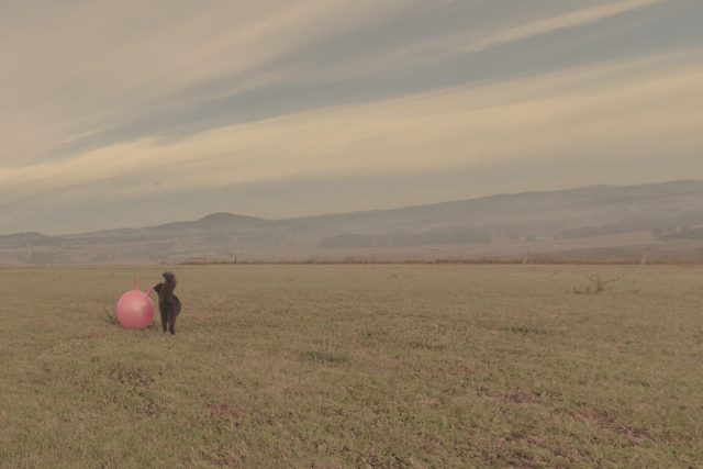 space hopper invented by Aquilino Cosani of Ledragomma, an Italian company that manufactured toy rubber balls. Cosani called the toy Pon-Pon East Gippsland landscape