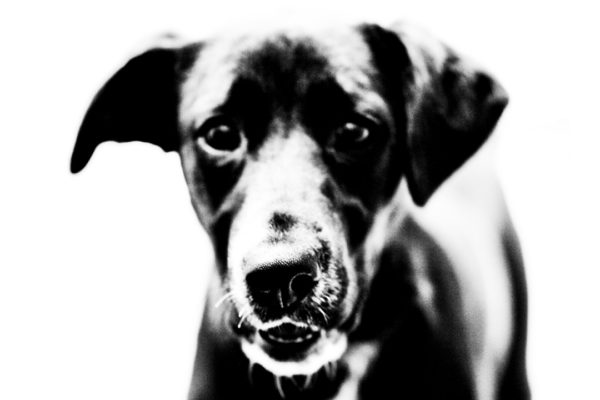 RSPCA Ballarat dog photo