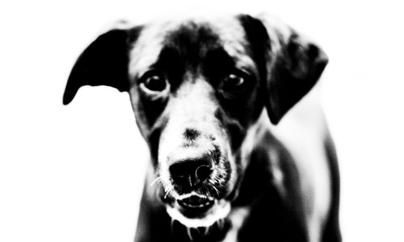 RSPCA Ballarat dog photo
