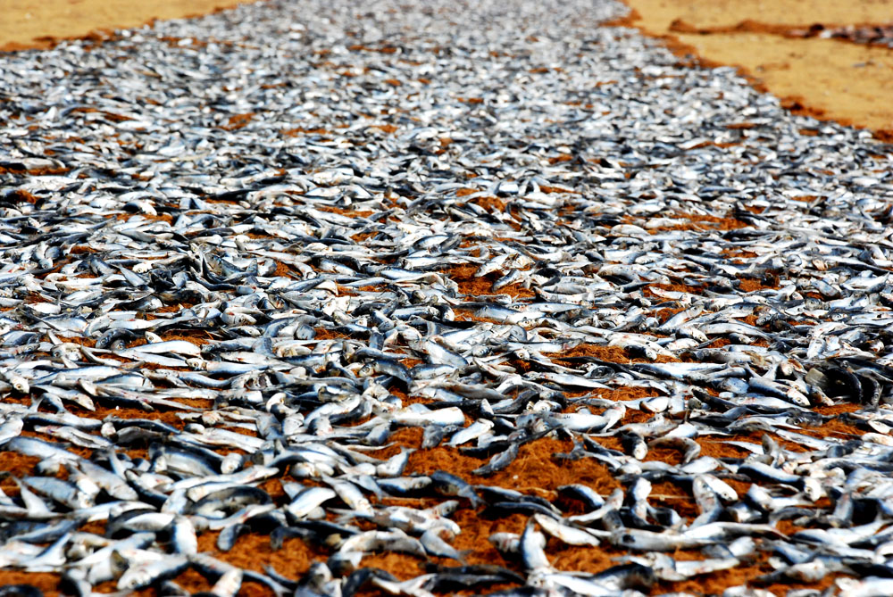 Drying fish Negombo Sri Lanka. Negombo is a small town which is situated in Ja-Ela divisional secretariat in Gampaha District of the Western Province of Sri Lanka. It is approximately 30 kilometers north of Colombo, capital of in Sri Lanka. This coastal wet land is 6,232 ha in extent and is populated by almost 65,000. It is located at the mouth of the Negombo Lagoon which is just 10 kilometers away from the international airport. Negombo Beach is also a fisherman's paradise. It is a traditional fishing town of Sri Lanka. Fishing is carried out on an elaborate scale in Negombo. In some of the beaches, you will get to see the fishermen preparing themselves to set sail for new ventures. Here you will see some old fishing implements including the outrigger canoes and the sailboats. You can also see some of them returning with a boat full of fresh catch. It is on the Negombo Beach where you are most likely to catch up a glimpse of some of the rare, unique and typical sea fish. (Aldona Kmiec)
