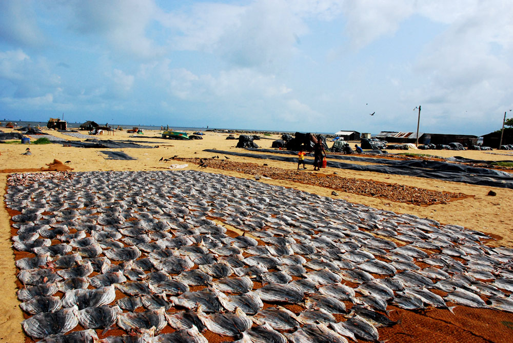 Drying Salmon fields in Negombo Sri Lanka Photo: Aldona Kmiec