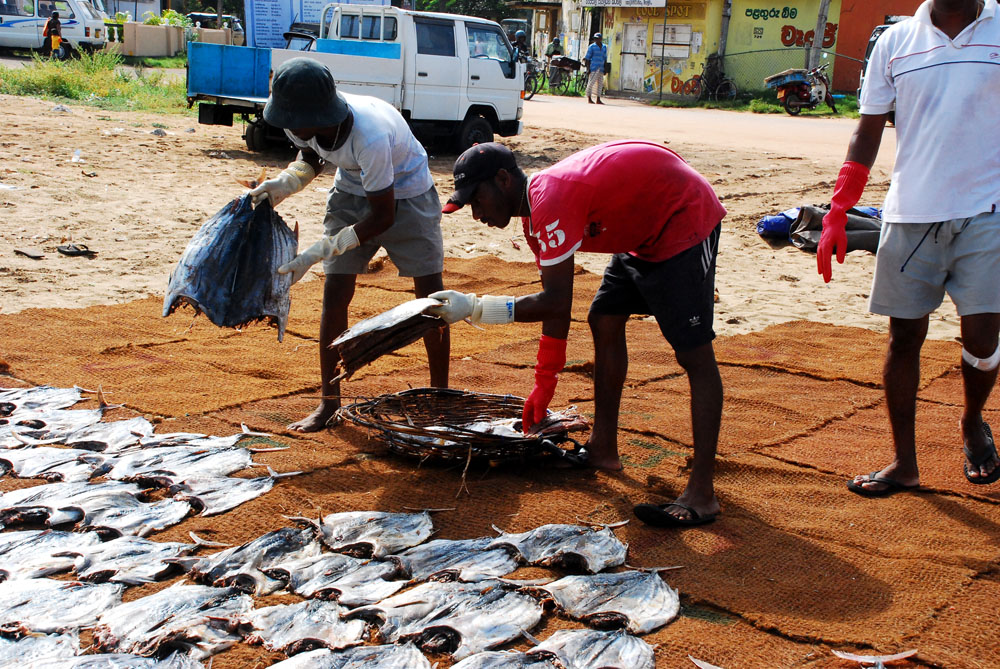 Fishermen cleaning fishing nets in Negombo Sri Lanka 