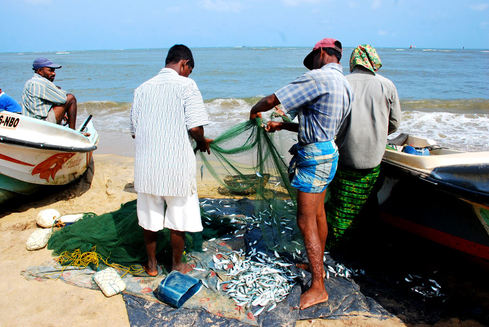 Fishermen organize their fish to dry in nets on the beach in Negombo, Sri Lanka (Aldona Kmiec)