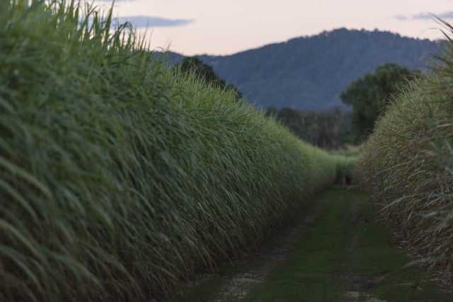 Sugarcane fields print Australia roadtrip Murwillambah Queensland