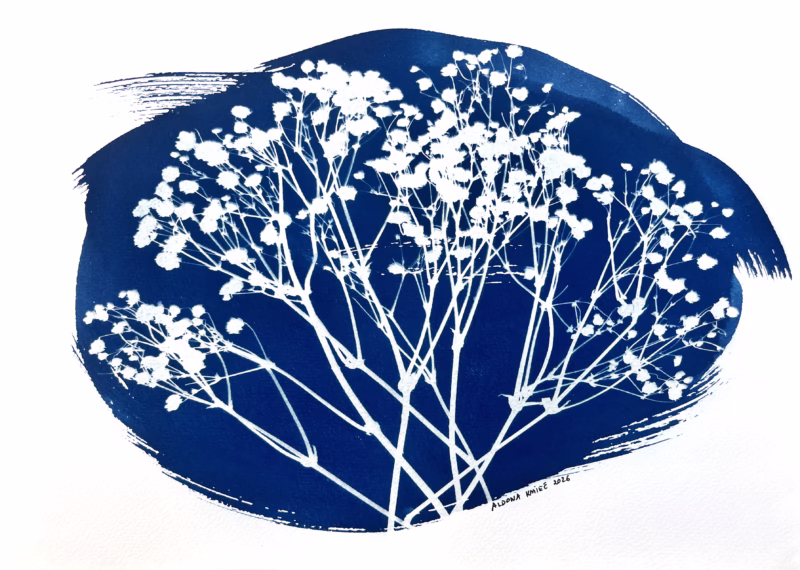 Gypsophila paniculata cyanotype IMG_6793