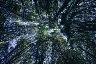 Logging old forest growth East Gippsland Gippslandia Magazine
