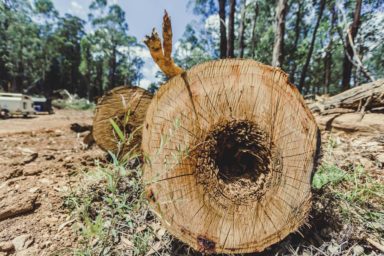 Logging old forest growth East Gippsland Gippslandia Magazine