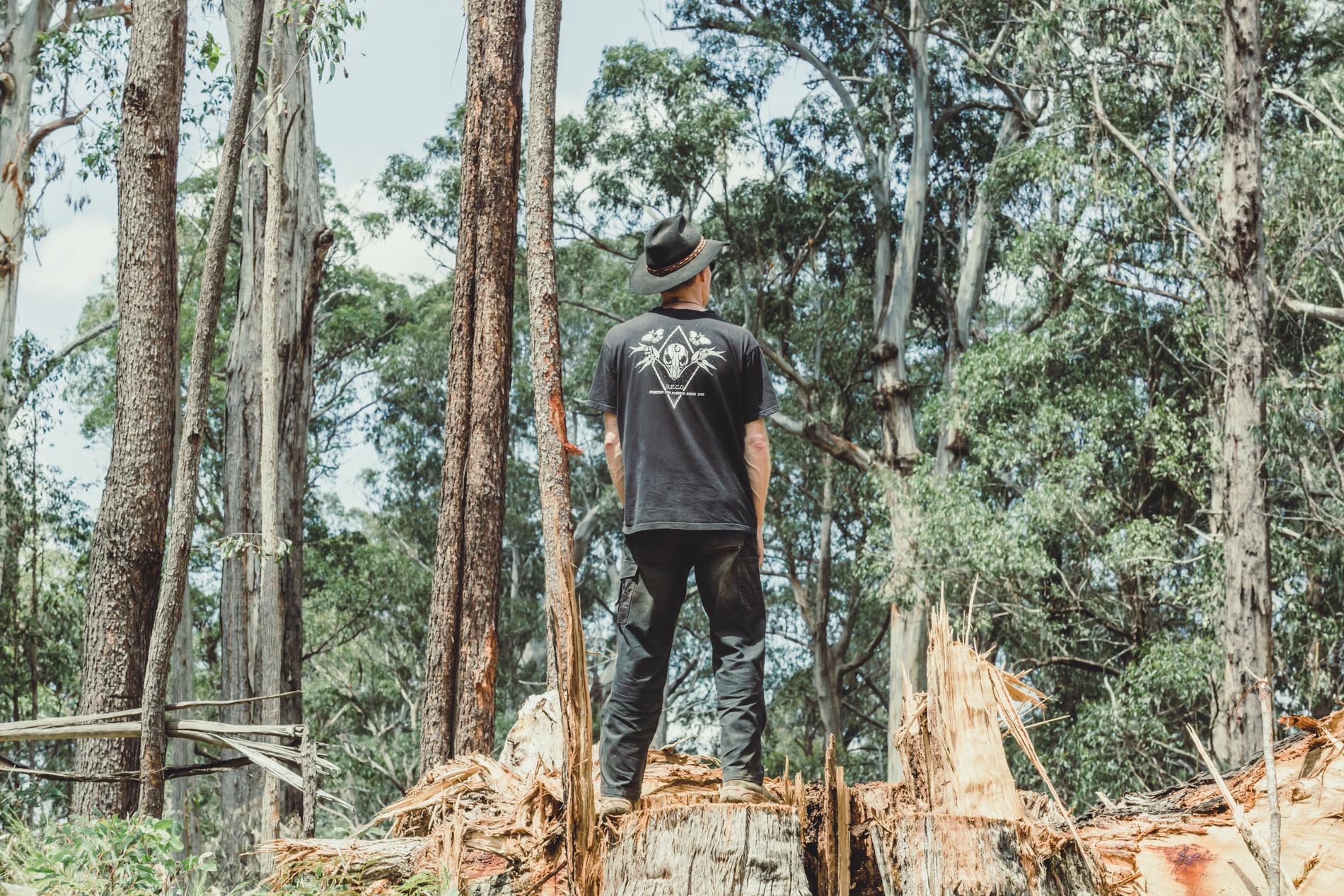 Logging old forest growth East Gippsland