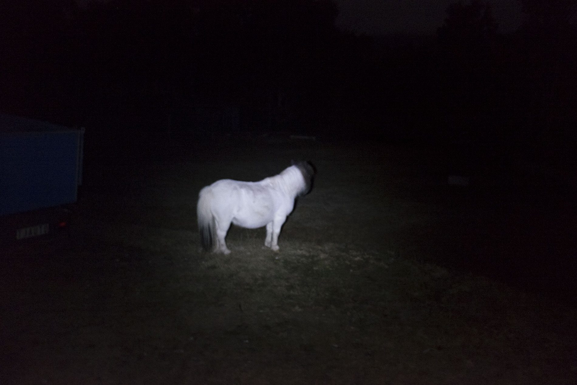 Ghost Pony haunted pony