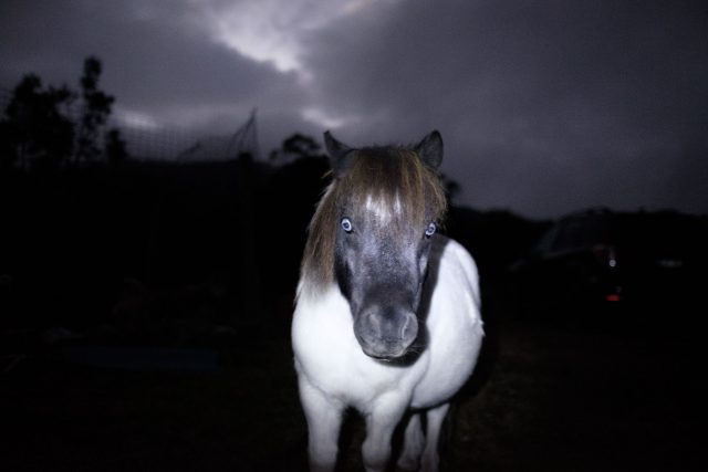 Ghost Pony