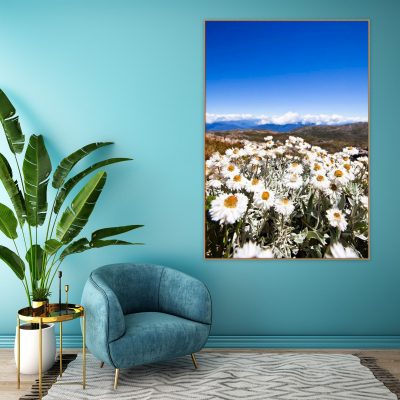 Snowy Mountains Daisy artwork