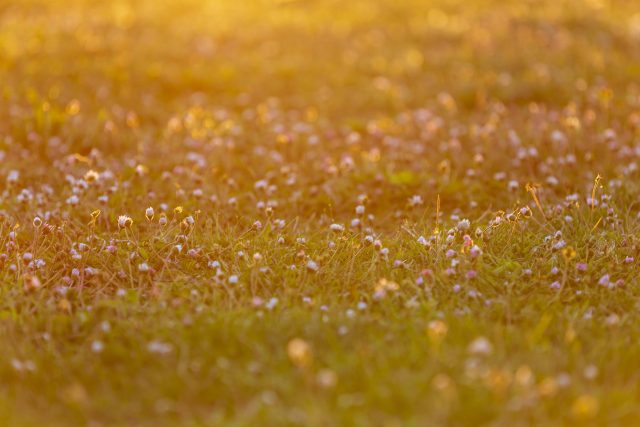 Daisies print Ballarat