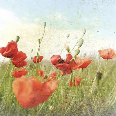 Red poppies vintage print Aldona Kmieć