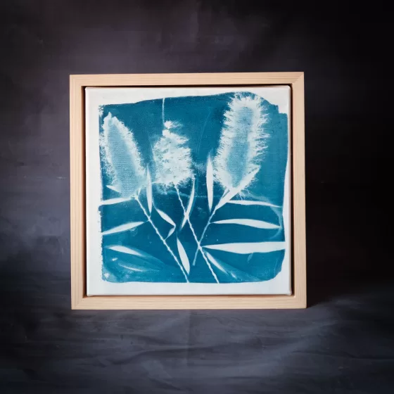 Cyanotype photogram Melbourne