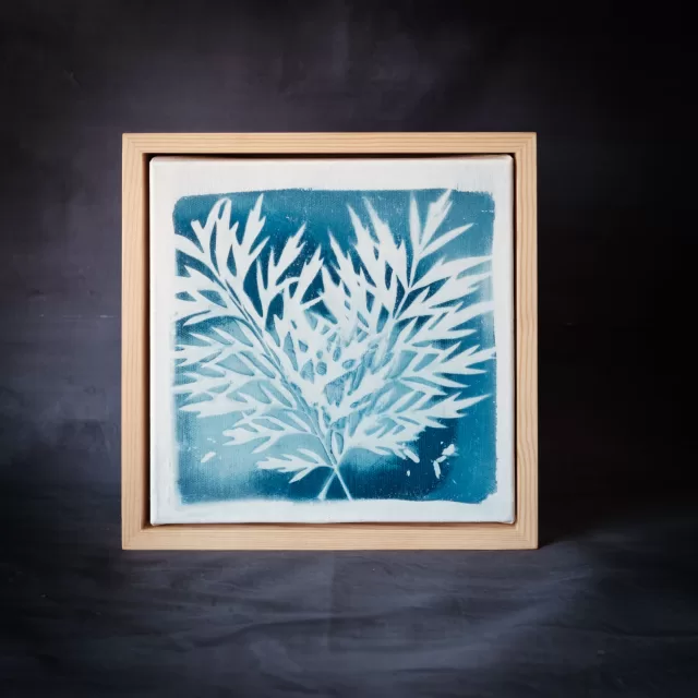 Cyanotype photogram Melbourne