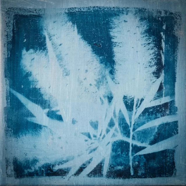 Cyanotype photogram