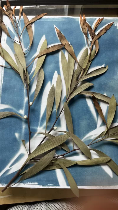 Cyanotype printing process