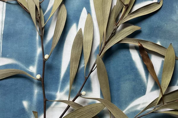 Cyanotype printing process