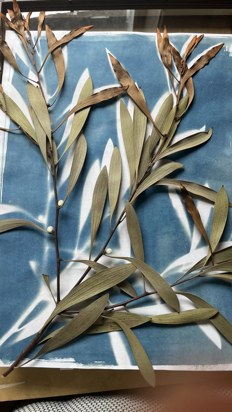 Cyanotype printing process
