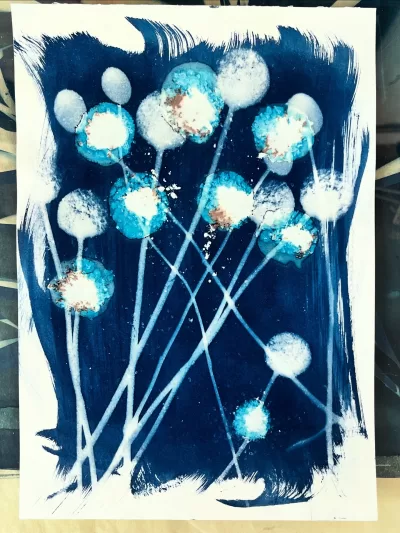 Billy Button_Original Wet Cyanotype artwork A4 size archival 225gsm paper