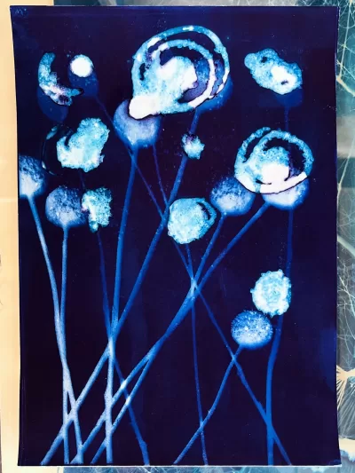 Billy Buttons_Original Wet Cyanotype artwork A4 size archival 225gsm paper