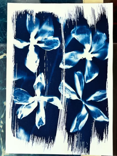 Hibiscus_Original Wet Cyanotype artwork A4 size archival 225gsm paper